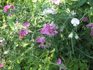 Yazın tatlı bezelye bahçesinin güzel çiçekleri. Ukrayna bahçıvanlığı. Fotoğraf.