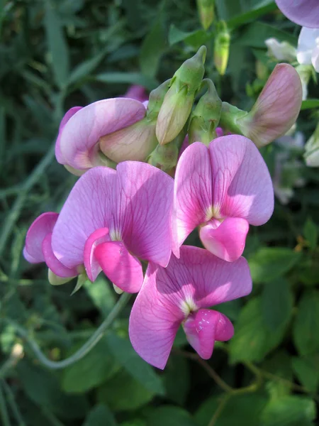 夏に甘いエンドウ豆の庭の美しい花 ウクライナの園芸 Foto — ストック写真
