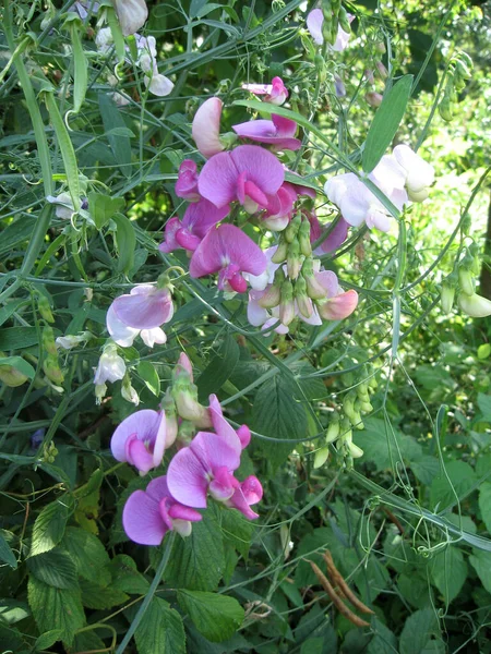 Bellissimi Fiori Giardino Piselli Dolci Estate Giardinaggio Dell Ucraina Foto — Foto Stock