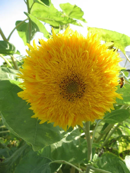 Groupe Tournesols Décoratifs Fleuris Éclairés Par Soleil Dans Jardin Jardinage — Photo