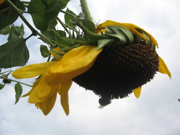 Group Blossoming Decorative Sunflowers Illuminated Sun Garden Gardening Ukraine — Stock Photo, Image