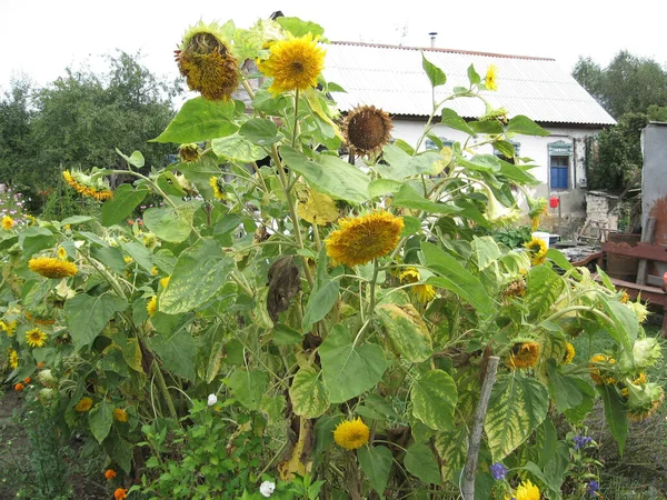 Group Blossoming Decorative Sunflowers Illuminated Sun Garden Gardening Ukraine — Stock Photo, Image