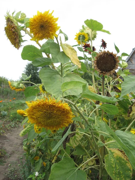 Grupo de girasoles decorativos florecientes iluminados por el sol en el jardín — Foto de Stock