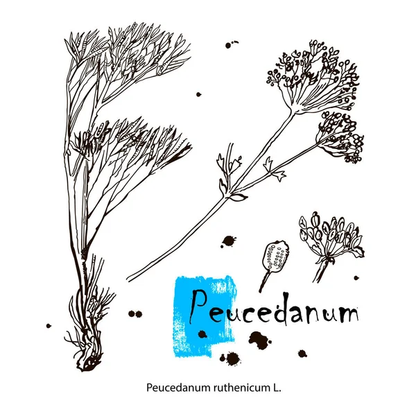 Hogs édeskömény, vagy kéngyom Peucedanum officinale, gyógynövény. Kézzel rajzolt botanikai vektor illusztráció — Stock Vector