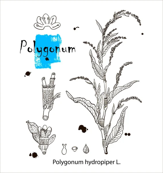 大拇指或海藻花的植物学图解。孤立的彩色图像。花的夏天的主题。乌克兰野生植物. — 图库矢量图片