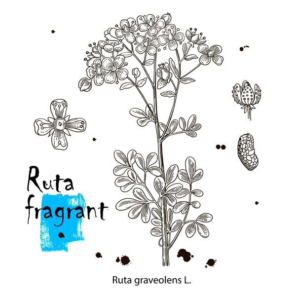 Ruta graveolens. Vektorbilder von Heilpflanzen. Detaillierte botanische Illustration für Ihr Design. Handgezeichnete Illustration — Stockvektor