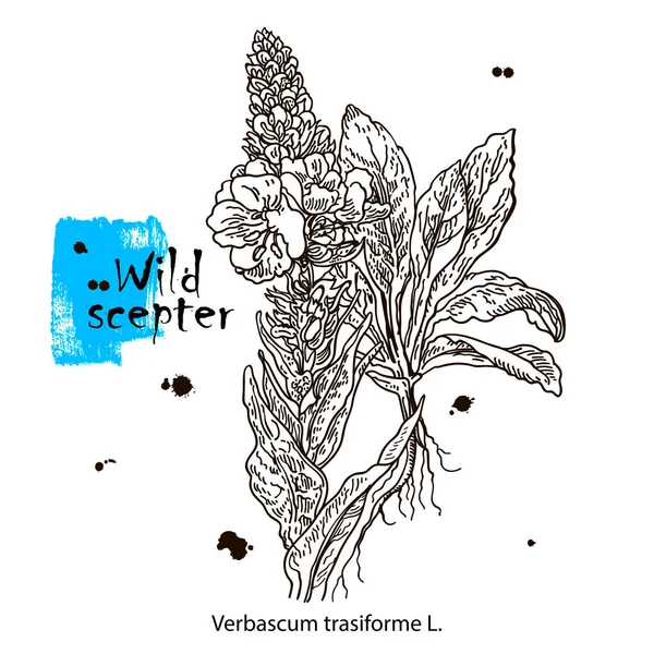 Schets tekening van een wilde scepter. Een plant handtekening. Zwart-witte bloemen en bladeren. Botanische vectorillustratie. — Stockvector