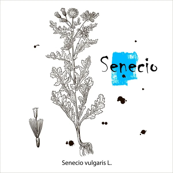 Senecio vulgaris. Vektor tangan menggambar herbal. Ilustrasi tanaman botani. Sketsa ramuan obat vintage. - Stok Vektor