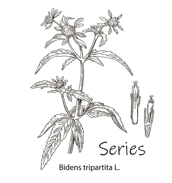 The sequence is three-part. Bidens tripartita. Medicinal herb, flowers with leaves. Vector illustration. — Stock Vector