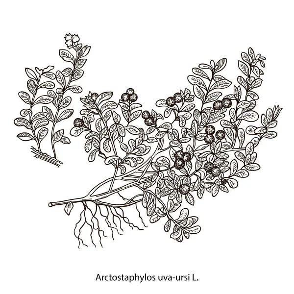 Disegno vettoriale pianta di mirtillo rosso, Vaccinium vitis-idaea, illustrazione disegnata a mano di pianta medicinale — Vettoriale Stock