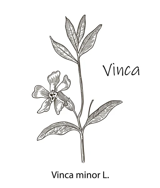 Vinca minor, illustrazione incisa vintage. Illustrazione botanica più realistica. Immagine per il vostro disegno. — Vettoriale Stock