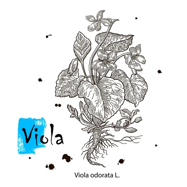 ヴィオラ・オドラタ。白い背景にスミレの手描きベクトルイラスト。野生の草や花。植物図 — ストックベクタ