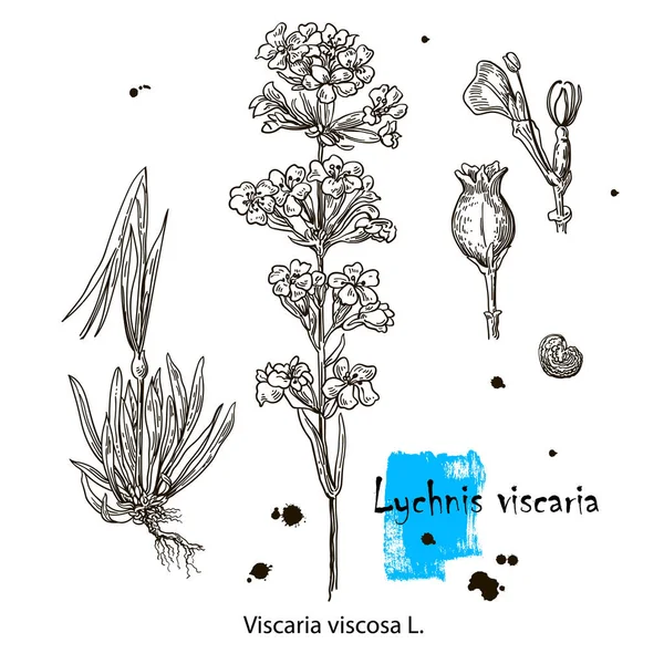 Lychnis viscaria, or clammy campion, medicinal plant. Hand drawn botanical illustration — ストックベクタ