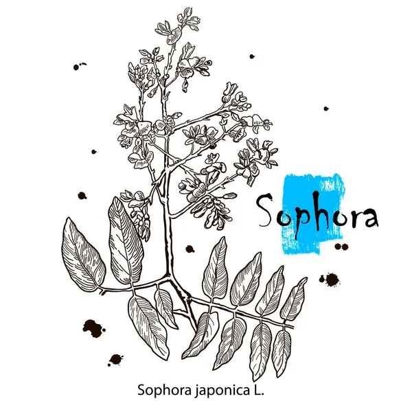 Colored Shrubby Sophora Hand Drawn Style Vector Illustration Medicinal Plant — ストックベクタ