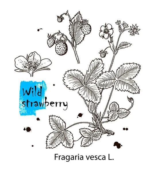 野生草莓花叶集 手绘番茄红花草莓植物 矢量花序元素 — 图库矢量图片