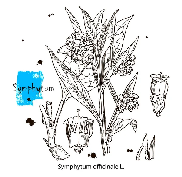 Vectorbeeld Tekening Van Een Symphotum Officiale Een Plant Handtekening Zwart — Stockvector