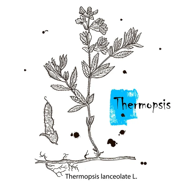 Thermopsis Vector Hand Drawn Herb Botanical Plant Illustration Vintage Medicinal — ストックベクタ