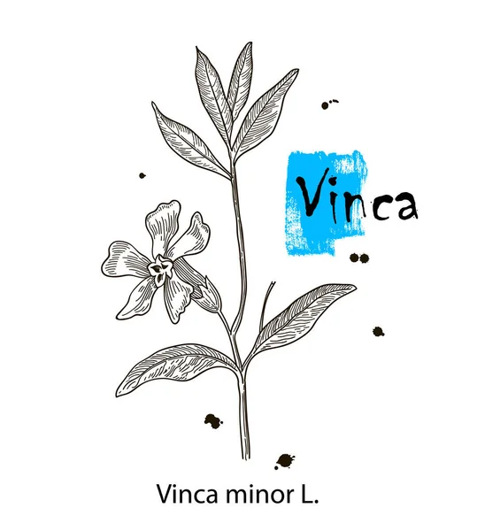 Vinca Minor Vintage Vésett Illusztráció Reálisabb Botanikai Vektor Illusztráció Kép — Stock Vector