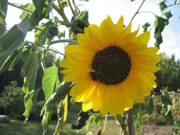 在花园里 一群群枝繁叶茂 装饰华丽的向日葵在阳光的照耀下绽放 乌克兰的园艺 — 图库照片
