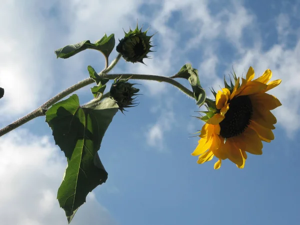 Group Blossoming Decorative Sunflowers Illuminated Sun Garden Gardening Ukraine — Stock Photo, Image