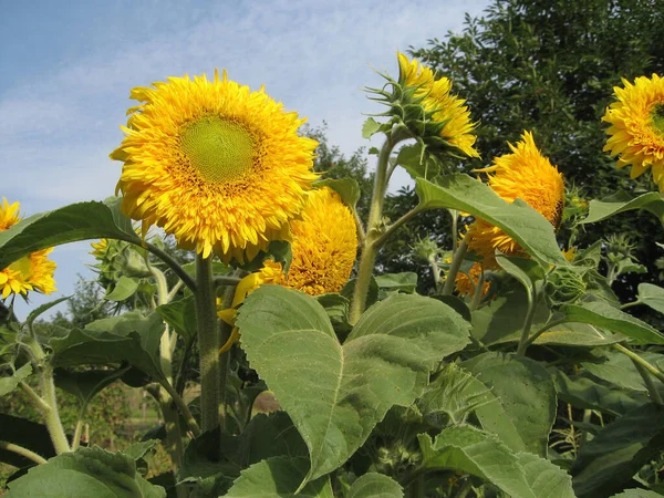 Group of blossoming decorative sunflowers illuminated by the sun in the garden. Gardening of Ukraine