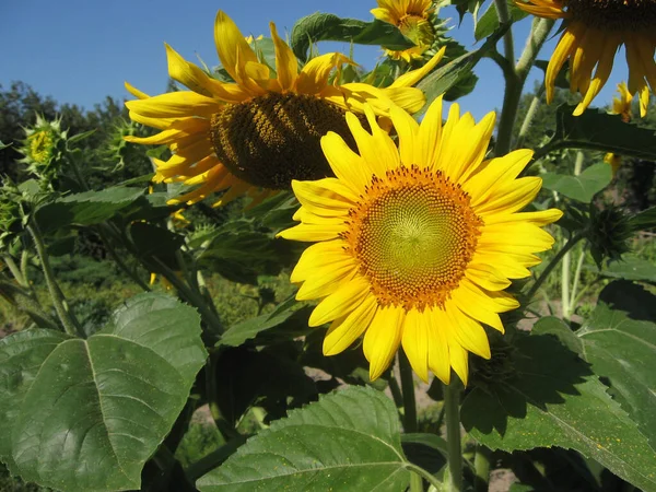 Grupo Girasoles Decorativos Florecientes Iluminados Por Sol Jardín Jardinería Ucrania — Foto de Stock