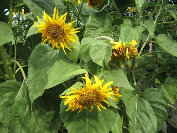 Group Blossoming Decorative Sunflowers Illuminated Sun Garden Gardening Ukraine — Stock Photo, Image