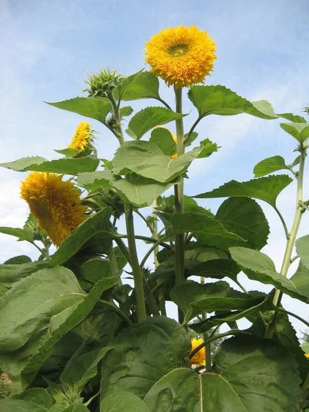 Group of blossoming decorative sunflowers illuminated by the sun in the garden. Gardening of Ukraine