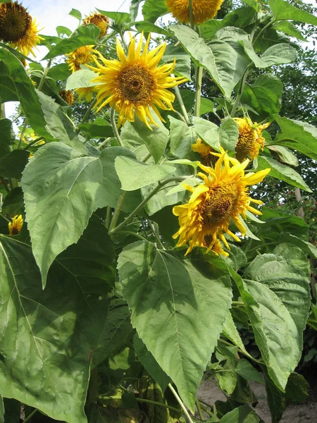 Grupo Girasoles Decorativos Florecientes Iluminados Por Sol Jardín Jardinería Ucrania — Foto de Stock