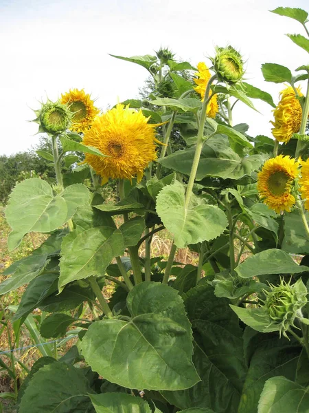 Group Blossoming Decorative Sunflowers Illuminated Sun Garden Gardening Ukraine — Stock Photo, Image