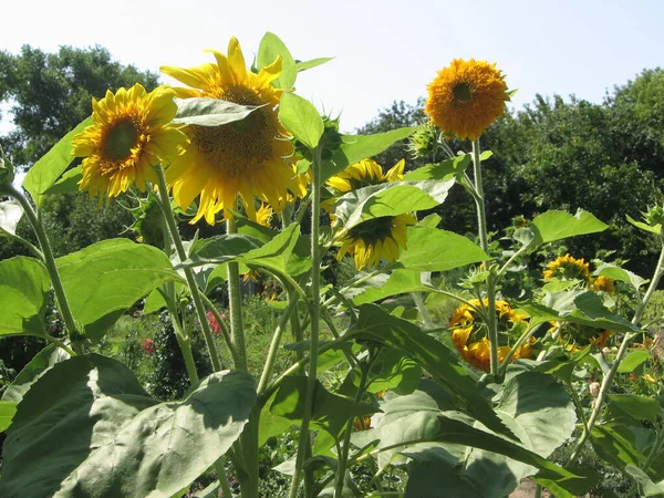 Group Blossoming Decorative Sunflowers Illuminated Sun Garden Gardening Ukraine — Stock Photo, Image