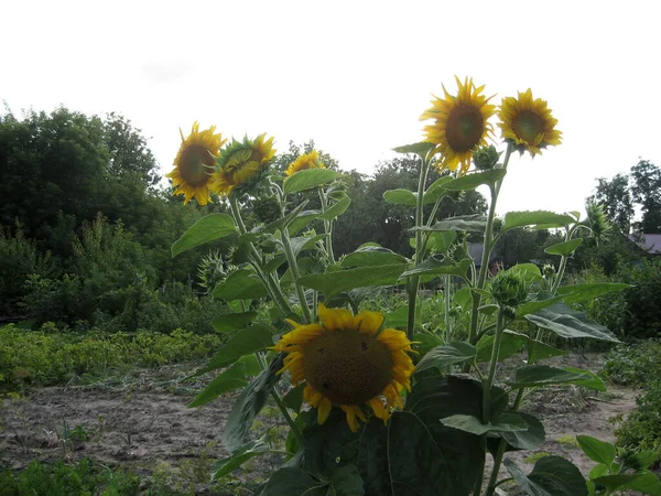 Group of blossoming decorative sunflowers illuminated by the sun in the garden. Gardening of Ukraine