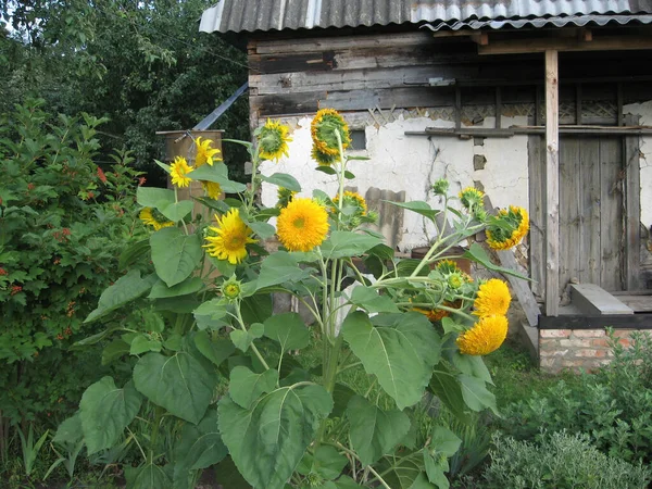 Groep Bloeiende Decoratieve Zonnebloemen Verlicht Door Zon Tuin Tuinieren Van — Stockfoto