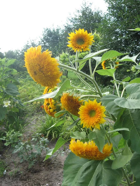 Group Blossoming Decorative Sunflowers Illuminated Sun Garden Gardening Ukraine — Stock Photo, Image