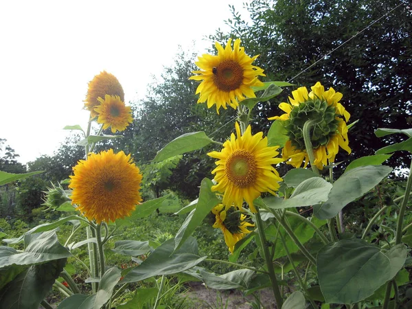 Group of blossoming decorative sunflowers illuminated by the sun in the garden. Gardening of Ukraine