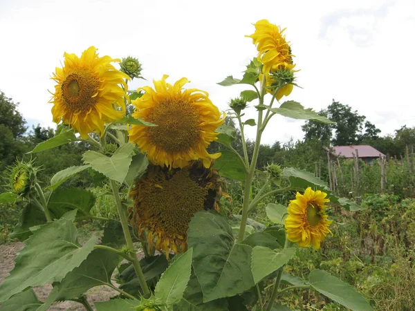 Group Blossoming Decorative Sunflowers Illuminated Sun Garden Gardening Ukraine — Stock Photo, Image