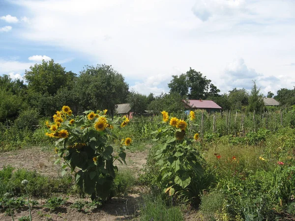 Group of blossoming decorative sunflowers illuminated by the sun in the garden. Gardening of Ukraine