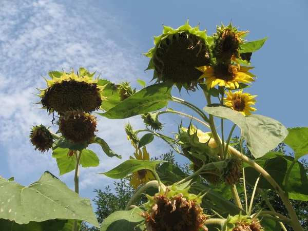 Group Blossoming Decorative Sunflowers Illuminated Sun Garden Gardening Ukraine — Stock Photo, Image