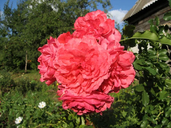 Pink rose flowers on the rose bush in the garden in summer. Gardening of Ukraine
