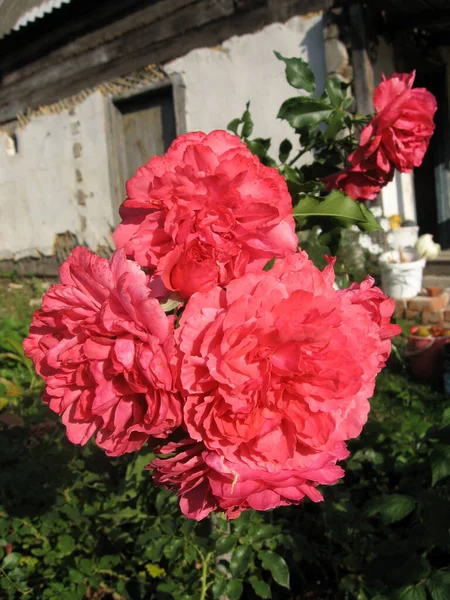 Pink rose flowers on the rose bush in the garden in summer. Gardening of Ukraine