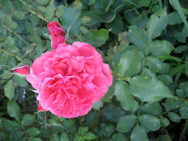 ดอกก หลาบส ชมพ บนพ หลาบในสวนในช วงฤด การท าสวนของย เครน — ภาพถ่ายสต็อก
