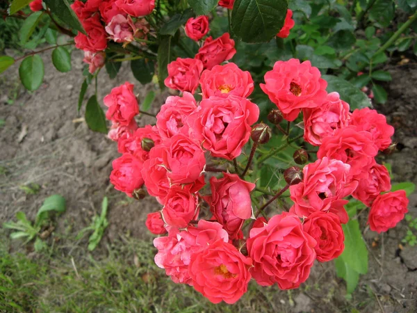 夏に庭のバラの茂みにピンク色のバラの花を咲かせます ウクライナの庭付け — ストック写真