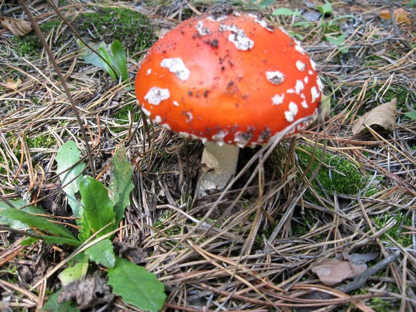 红苍蝇在草丛中的琼脂蘑菇或毒菌 拉丁文名叫Amanita Muscaria 毒蘑菇 — 图库照片