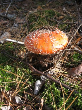 Kırmızı sineklik mantarı ya da çimlerin üzerinde mantar. Latince adı Amanita muscaria. Zehirli mantar. Fotoğraf.