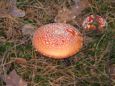 Kırmızı sineklik mantarı ya da çimlerin üzerinde mantar. Latince adı Amanita muscaria. Zehirli mantar. Fotoğraf.