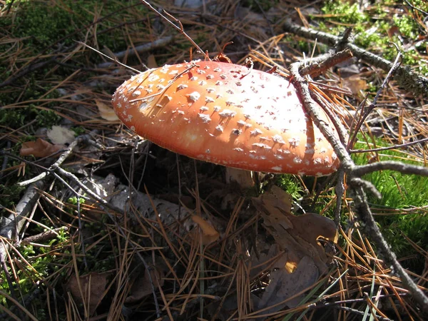 红苍蝇在草丛中的琼脂蘑菇或毒菌 拉丁文名叫Amanita Muscaria 毒蘑菇 — 图库照片