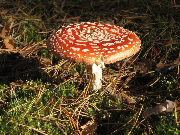 Красная Муха Агарический Гриб Жаба Стул Траве Латинское Имя Amanita — стоковое фото