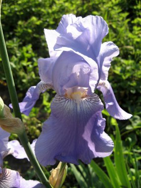 Ukrayna Bahçesi 'ndeki mavi süsen kuşları. Ebedi bahçe. Bahçıvanlık. Sakallı zambak..