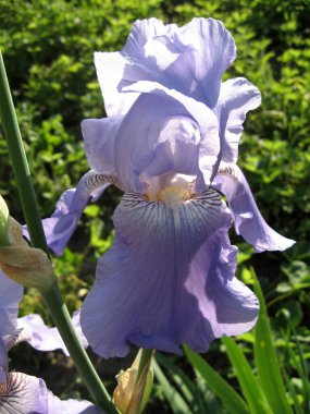Ukrayna Bahçesi 'ndeki mavi süsen kuşları. Ebedi bahçe. Bahçıvanlık. Sakallı zambak..