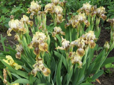 Ukrayna Bahçesi 'nde bir grup bej süsen kuşu, çok yıllık bahçe. Bahçıvanlık. Sakallı zambak. Iris marsh. Yağmurdan sonra